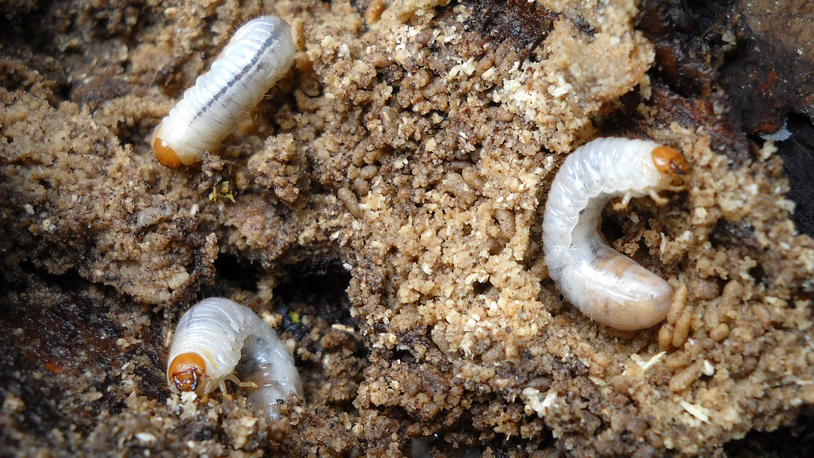 grubs
